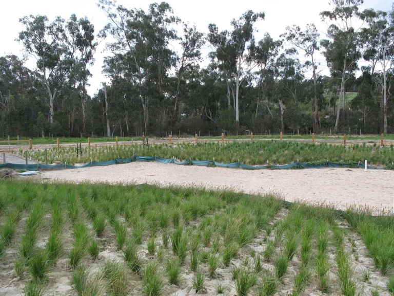 Environmental site restoration and habitat recovery — DW Excavation, Central Coast