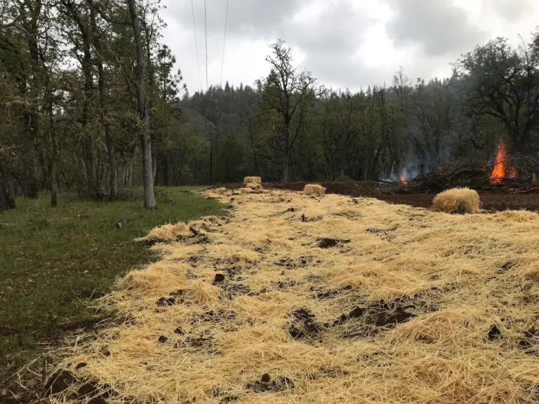 Hillside erosion control and seeding