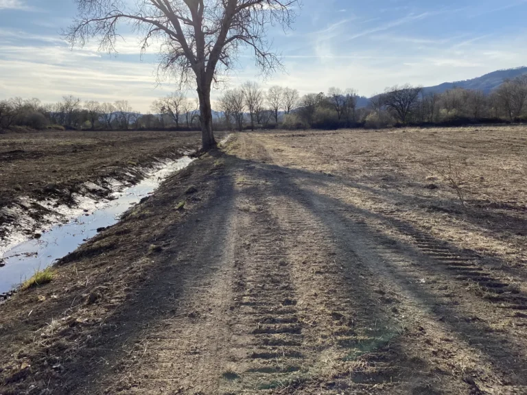 Clearing and site prep services